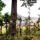 The spot near the mine where Sai planted the mud from the sacred grove.